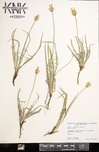 Agoseris glauca image