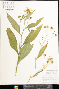 Verbesina alternifolia image