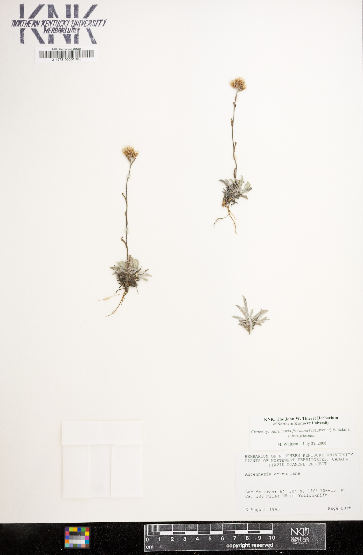 Antennaria friesiana image