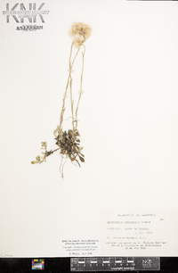 Antennaria howellii subsp. canadensis image