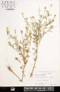 Anthemis cotula image