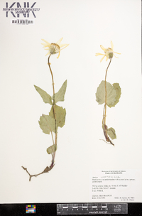 Arnica cordifolia image