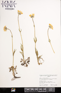 Arnica alpina image