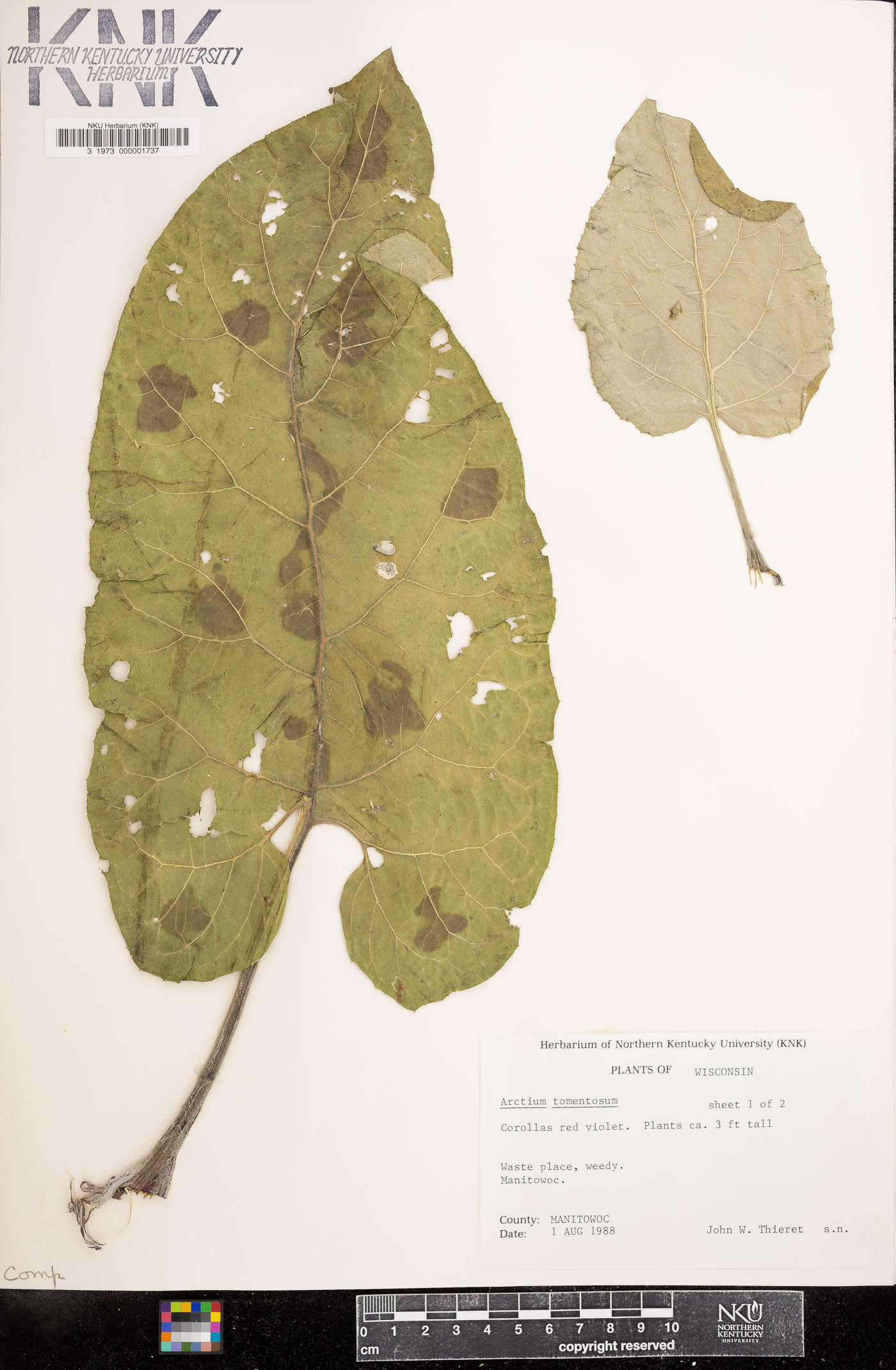 Arctium tomentosum image