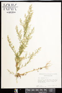 Artemisia annua image