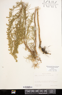 Artemisia dracunculus image