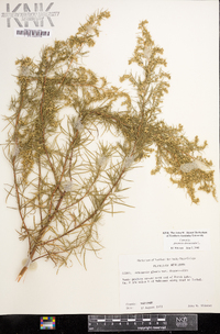 Artemisia dracunculus image