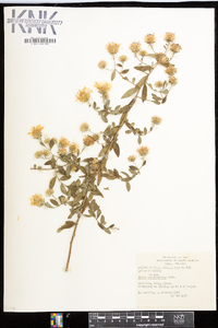 Aster carolinianus image