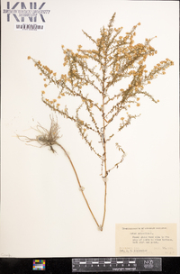 Symphyotrichum ericoides image