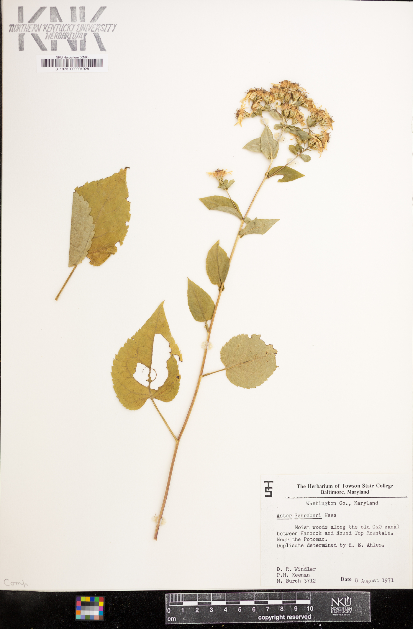 Aster schreberi image
