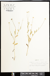 Astranthium integrifolium image