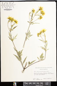 Bidens aristosa image