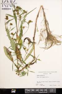 Bidens tripartita image