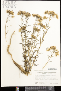 Brickellia eupatorioides image