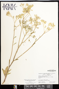 Arnoglossum atriplicifolium image