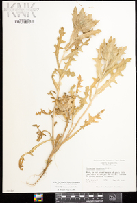 Centaurea benedicta image