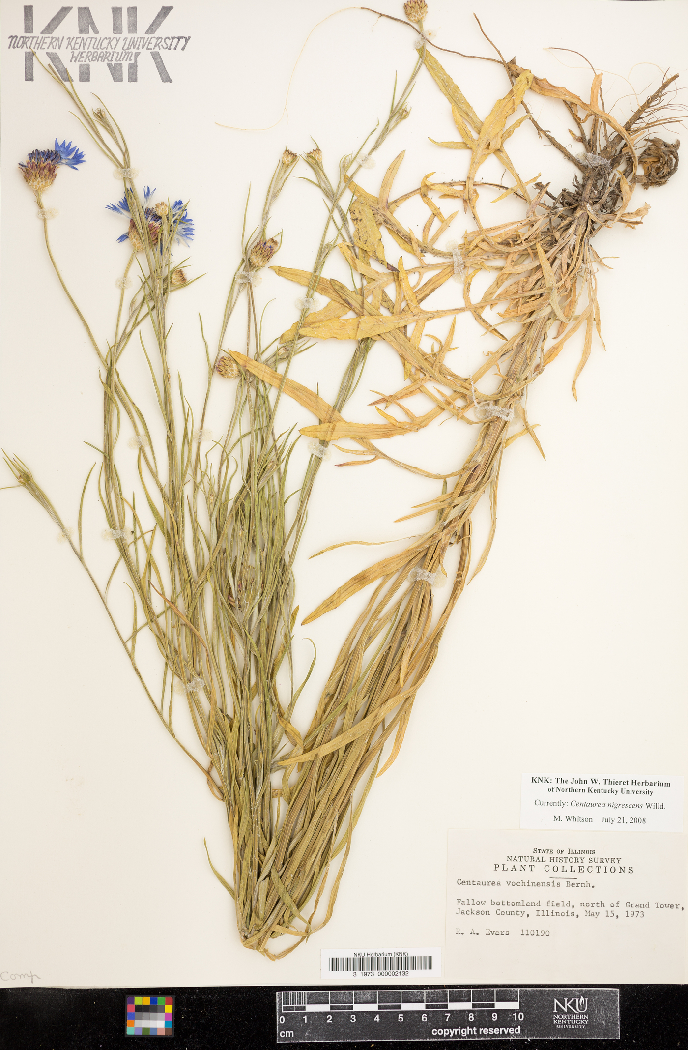 Centaurea nigrescens image
