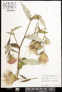 Cirsium altissimum image