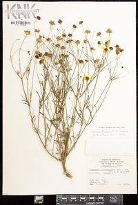 Coreopsis tinctoria var. tinctoria image