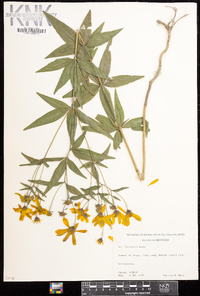 Coreopsis major image