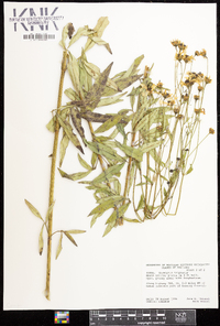 Coreopsis tripteris image