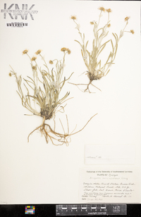 Erigeron poliospermus image