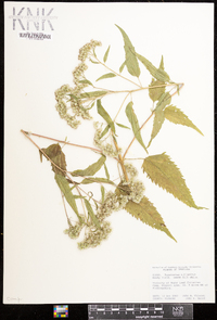 Eupatorium altissimum image