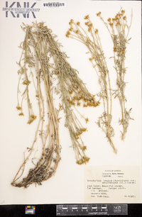 Eriophyllum lanatum var. achillaeoides image