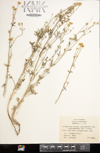 Eriophyllum lanatum image