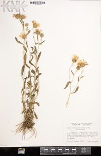 Erigeron speciosus image