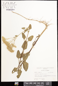 Eupatorium mikanioides image