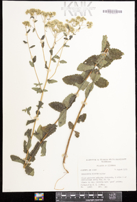 Eupatorium pilosum image