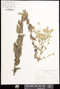 Eupatorium pilosum image