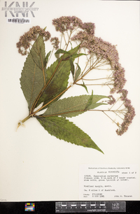 Eutrochium purpureum image