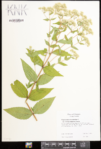 Eupatorium rotundifolium subsp. ovatum image