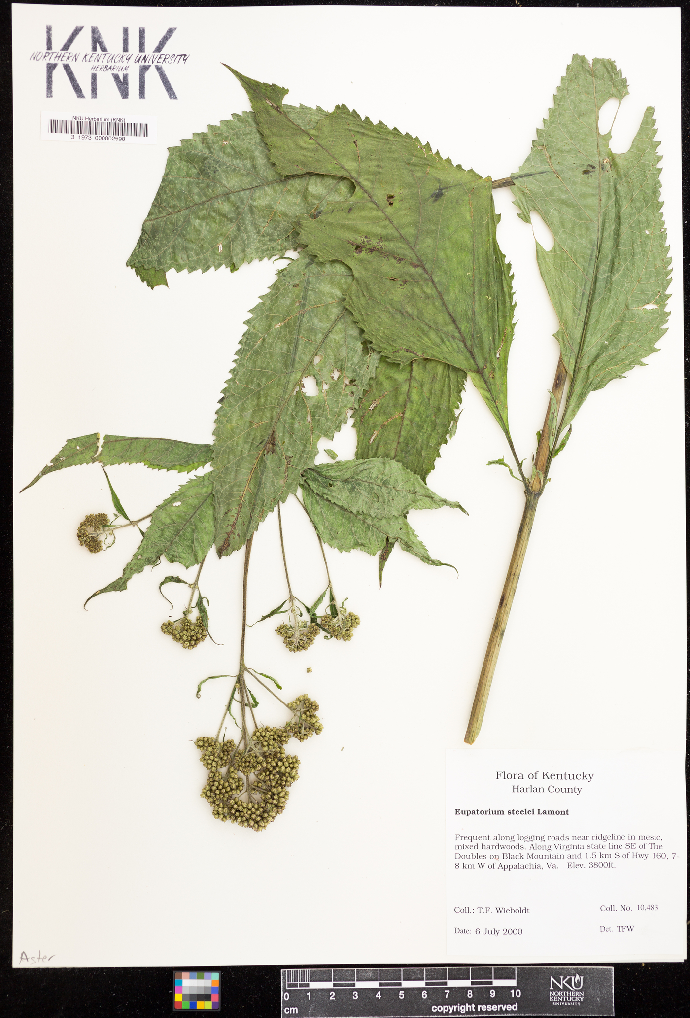 Eupatorium steelei image