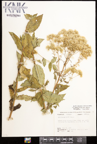 Eupatorium sessilifolium var. vaseyi image