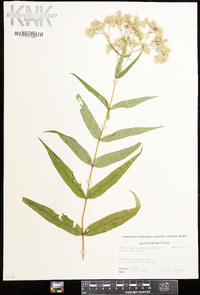 Eupatorium sessilifolium image