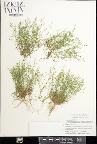 Arenaria serpyllifolia image