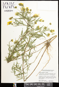 Bidens polylepis image