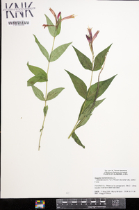 Spigelia marilandica image