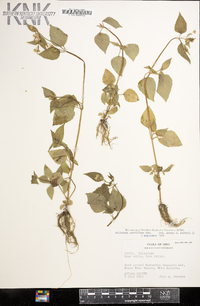 Galinsoga parviflora image