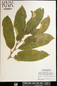 Castanea dentata image