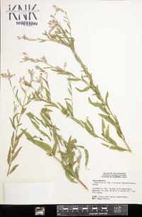 Oenothera gaura image