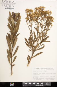 Gundlachia corymbosa image