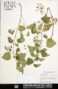 Ampelopsis cordata image