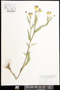 Helenium flexuosum image