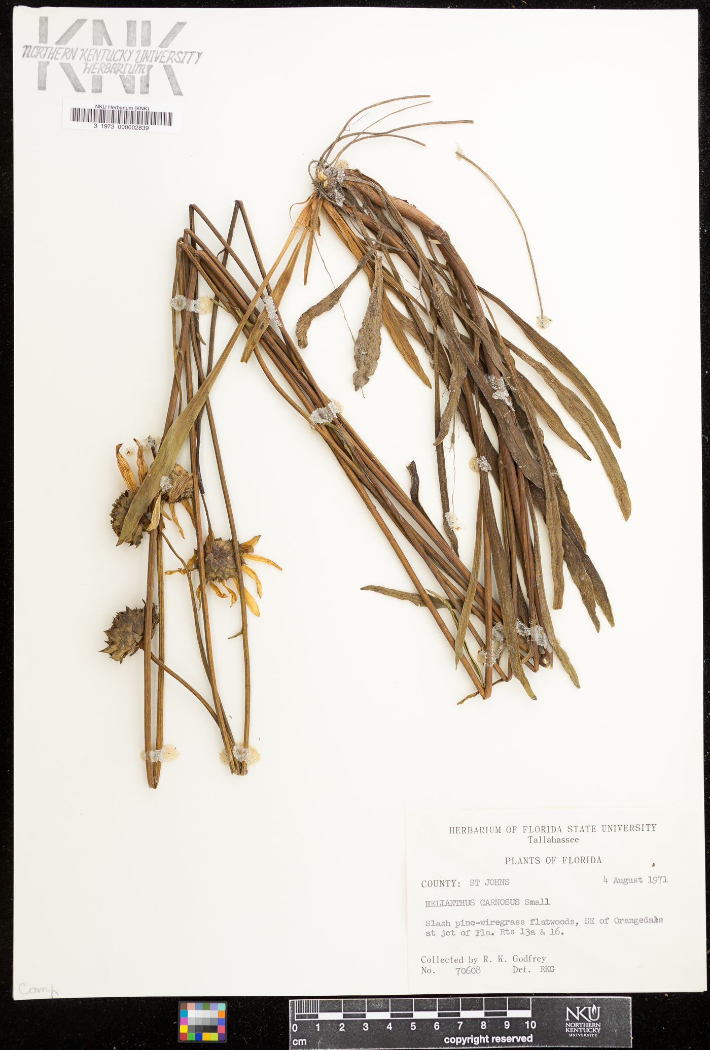 Helianthus carnosus image