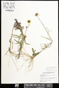 Helianthus angustifolius image