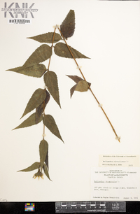 Helianthus divaricatus image